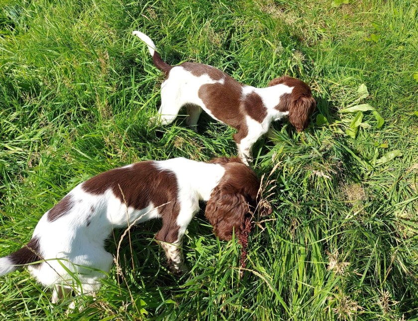Hvalpene snuser i græsset