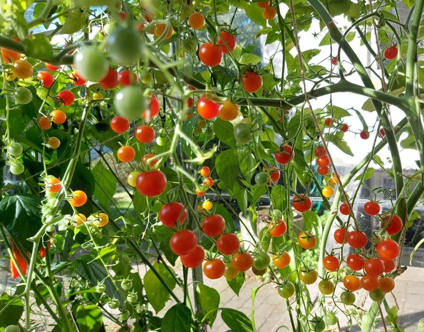 Tomater i drivhuset