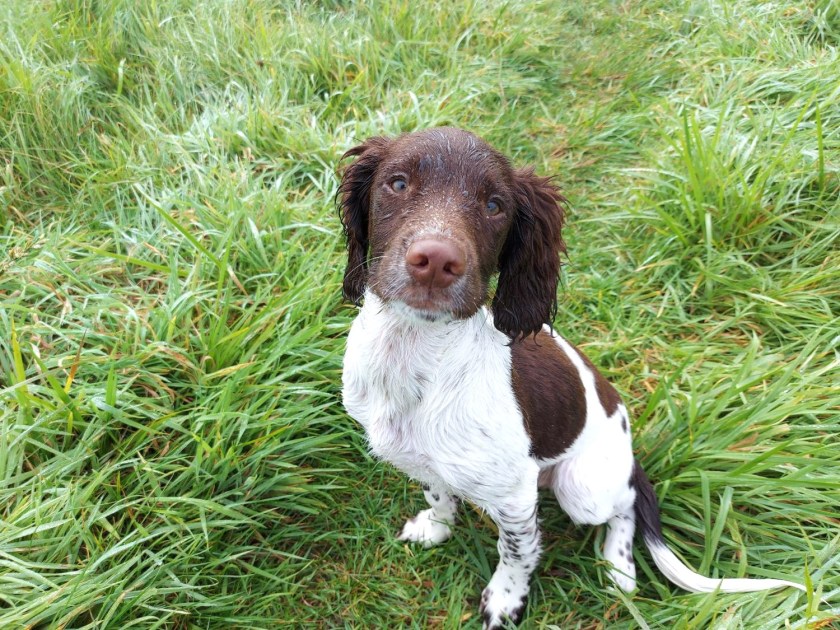 Hvalpen Danny er våd af tåge og dug