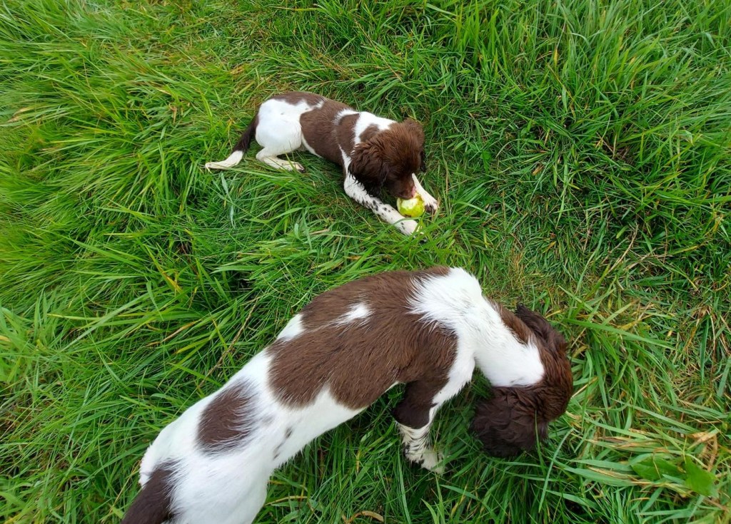 Hvalpene Liam og Andy på marken