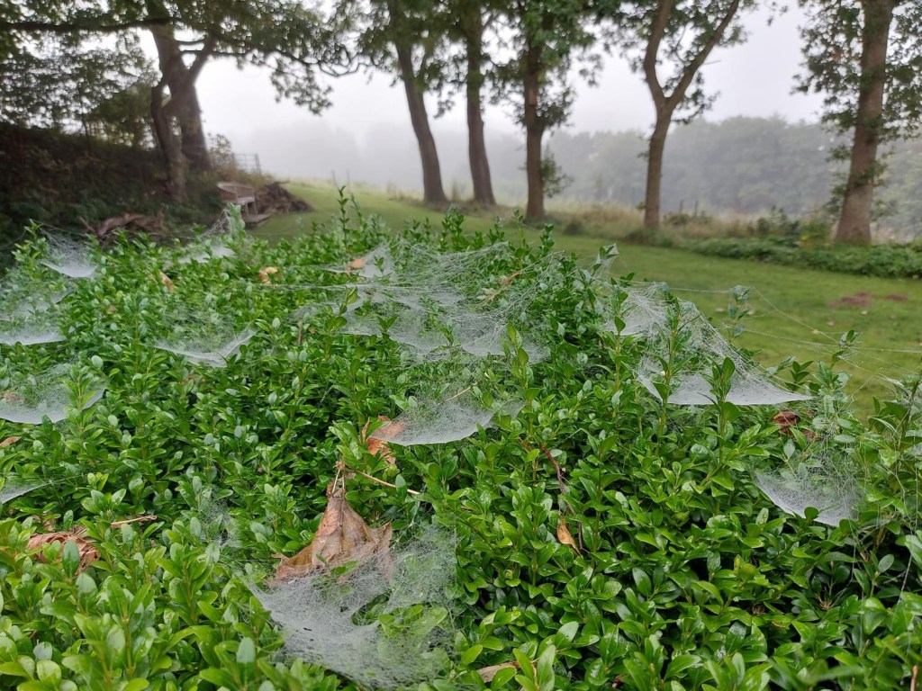 Edderkoppespind i morgentågen