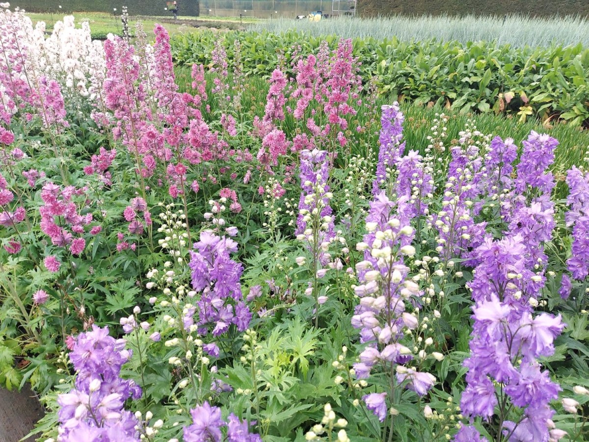 Regnvejrsbesøg i staudeparadis hos Majland&nbsp;Stauder