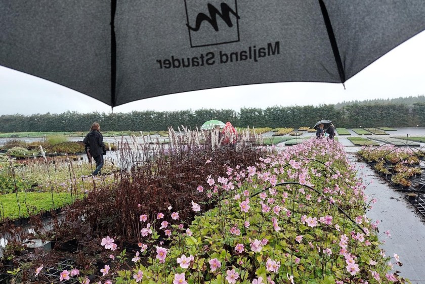 Majland Stauder set fra under paraplyen