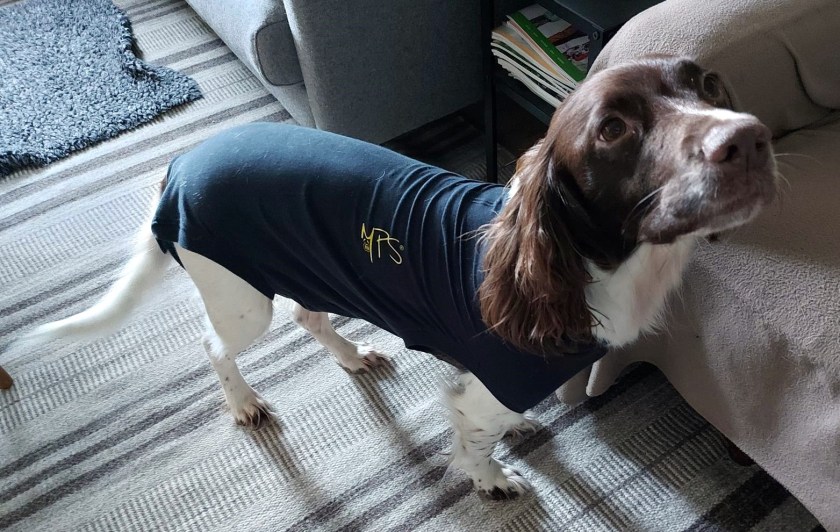 Maggie med bodystocking fra dyrlægen