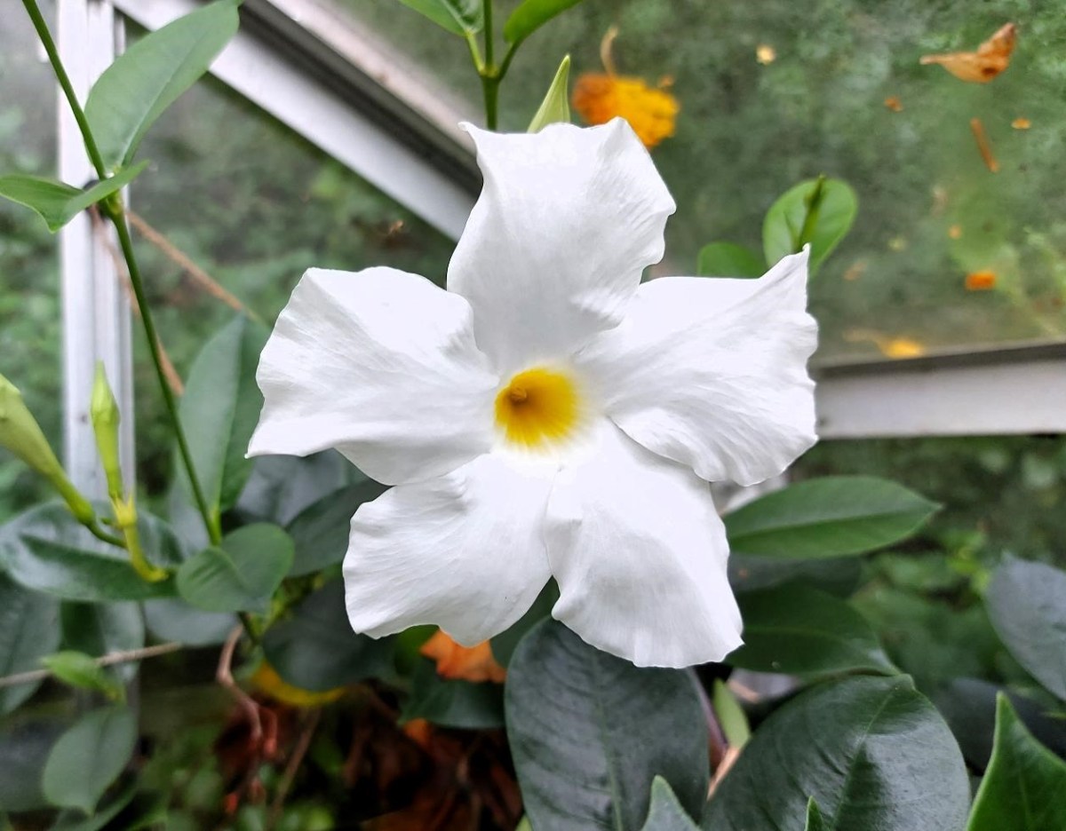 Vinteropbevaring af sarte&nbsp;planter