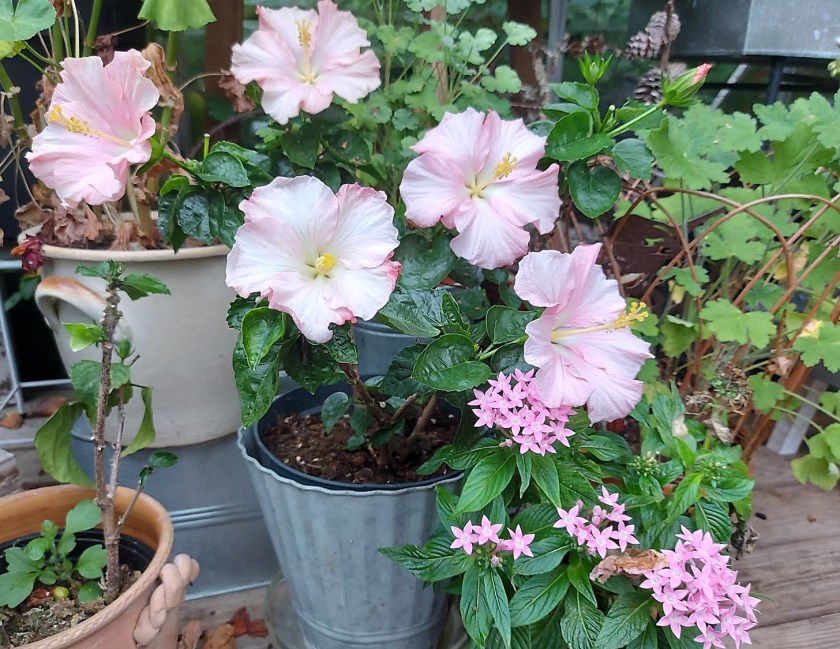 Hibiscus i drivhuset