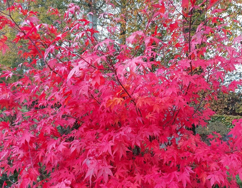 Japansk ahorn i efterårsdragt