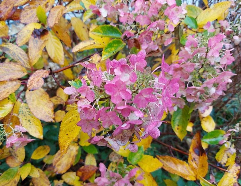 Syrenhortensia sidst i oktober