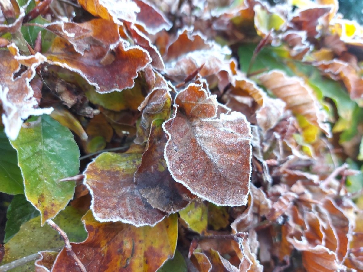 Første november, og så kom&nbsp;frosten