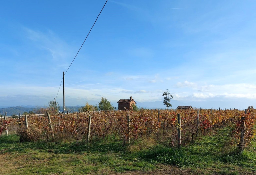 Vinmarker i Piemonte