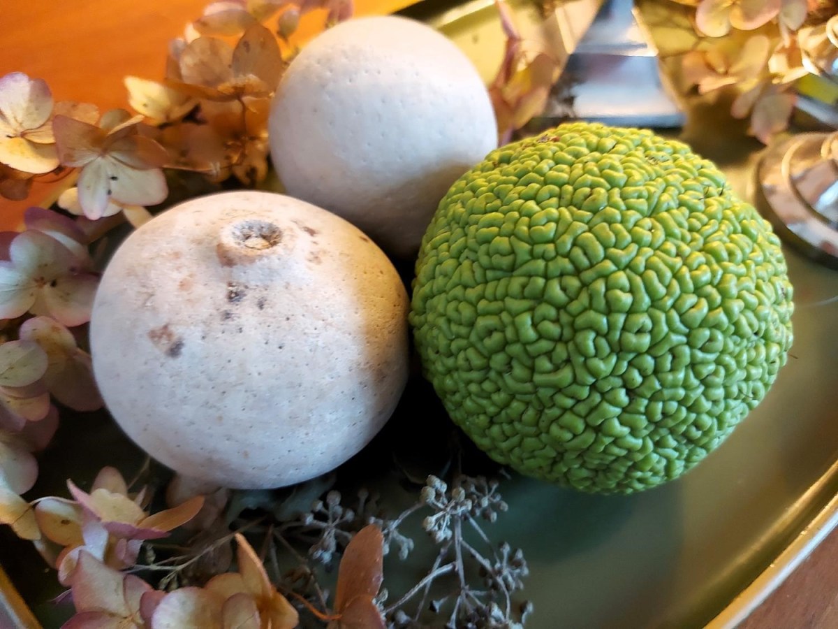 Edderkoppeskræmmere – virker&nbsp;de?