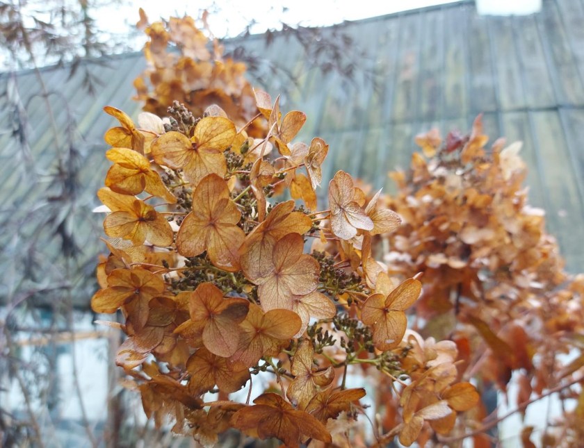 Visne hortensia