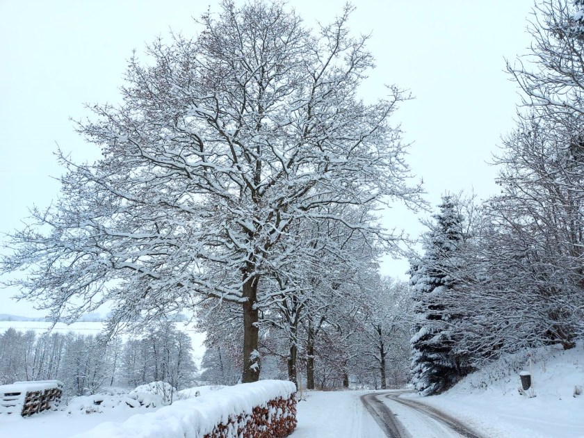 Hvidt drys på grenene