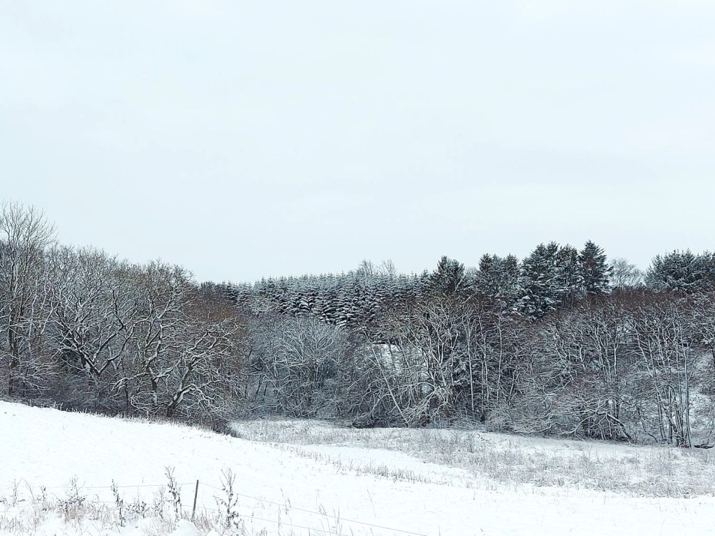 Sne over mark og skov