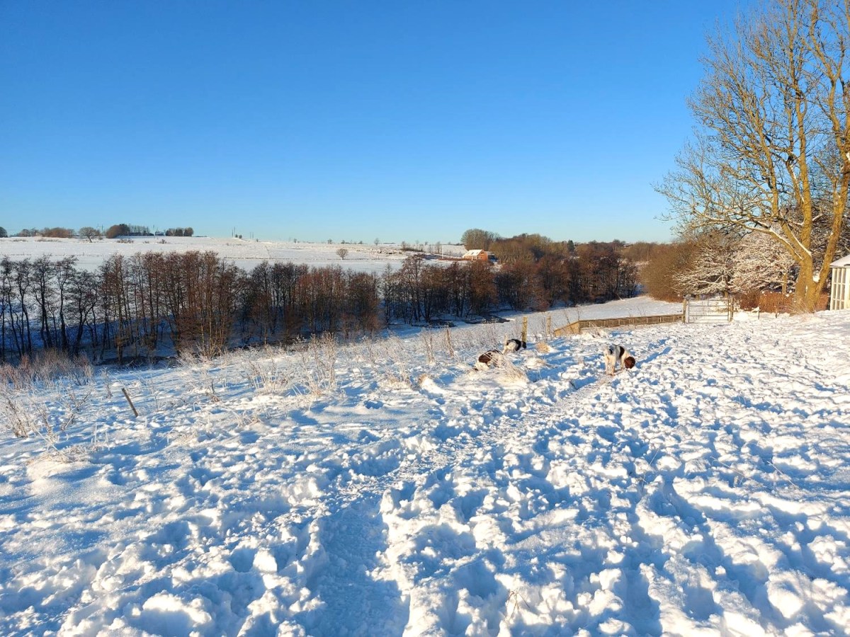 Snelandskab med tre hunde