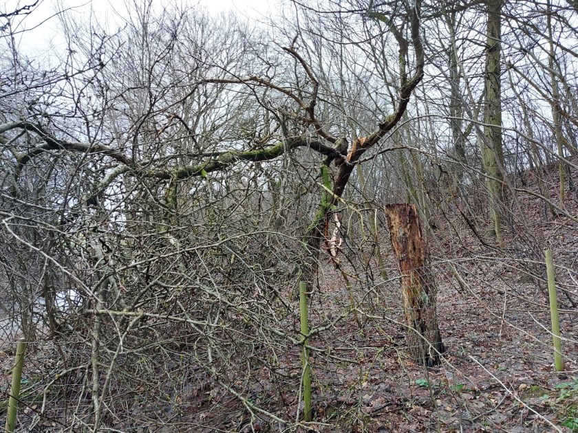 Æbletræet er flækket og knækket
