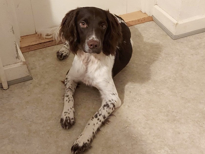 Smukke Andy - altid klar til en godbid