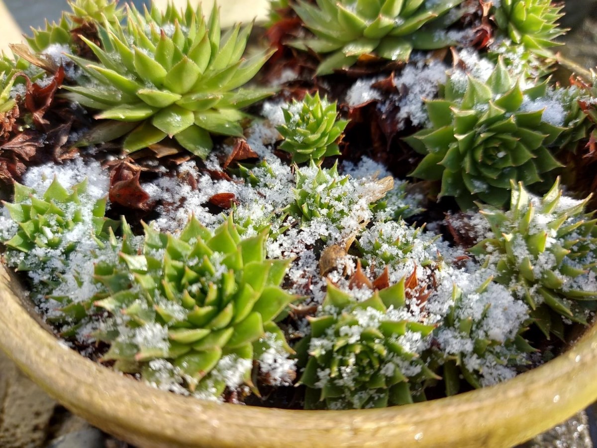 Så gør vi klar til snestorm&nbsp;igen