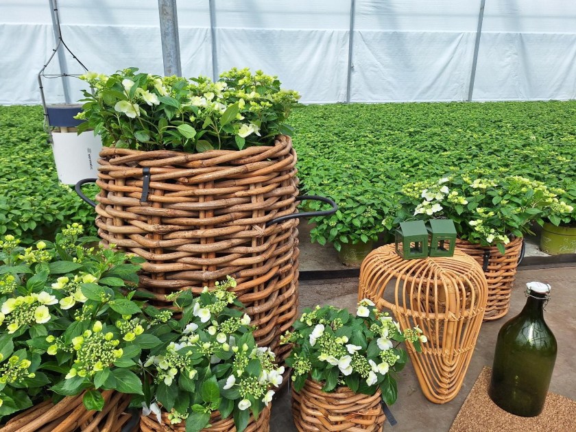 Runaway Bride hortensia i kurve