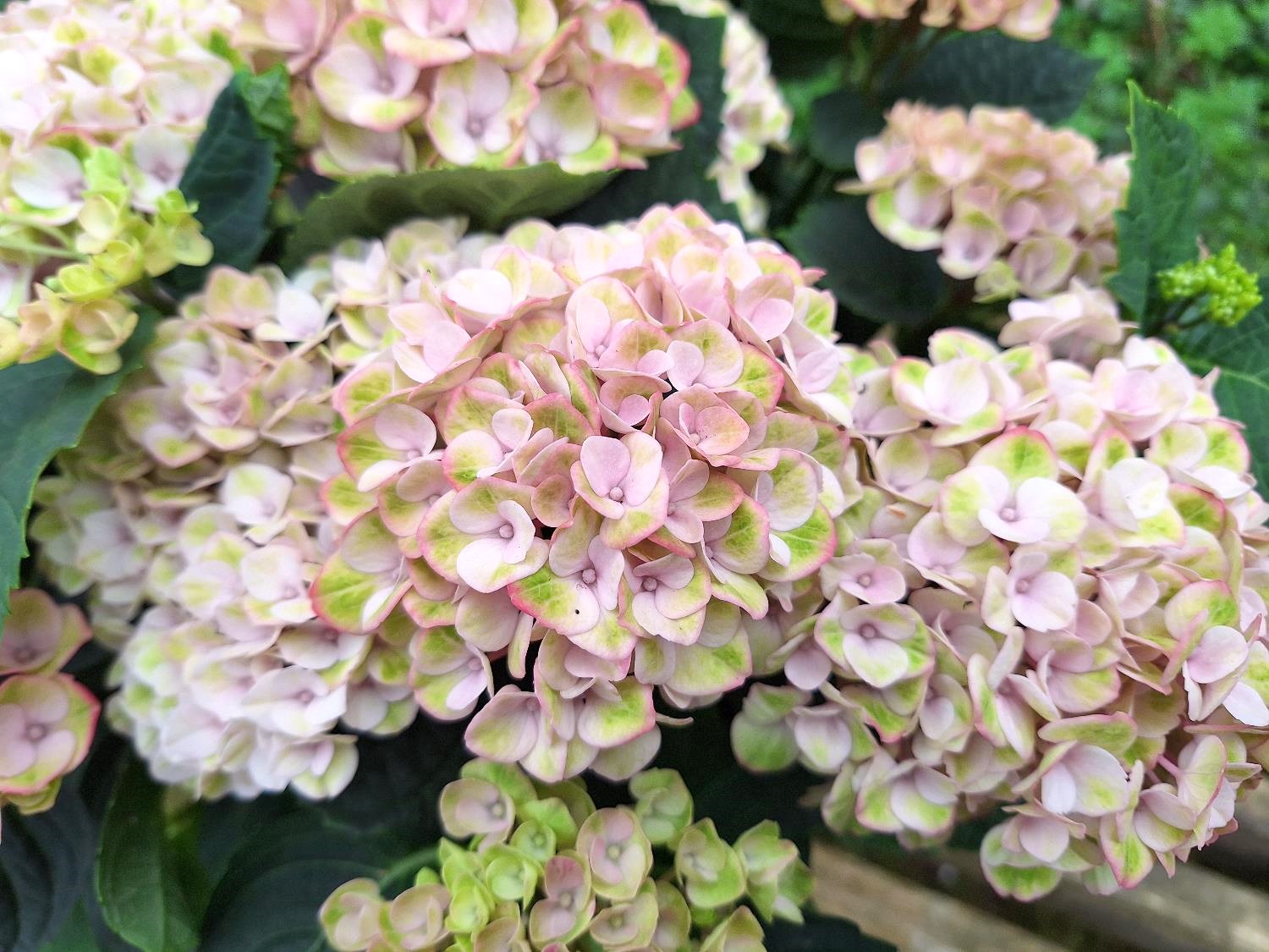 Magical hortensia