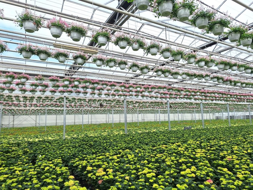 Fra Gartneriet Møllerhøj på Fyn