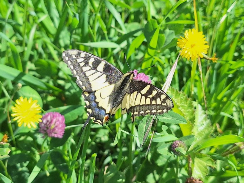 Sommerfugl i Piemonte