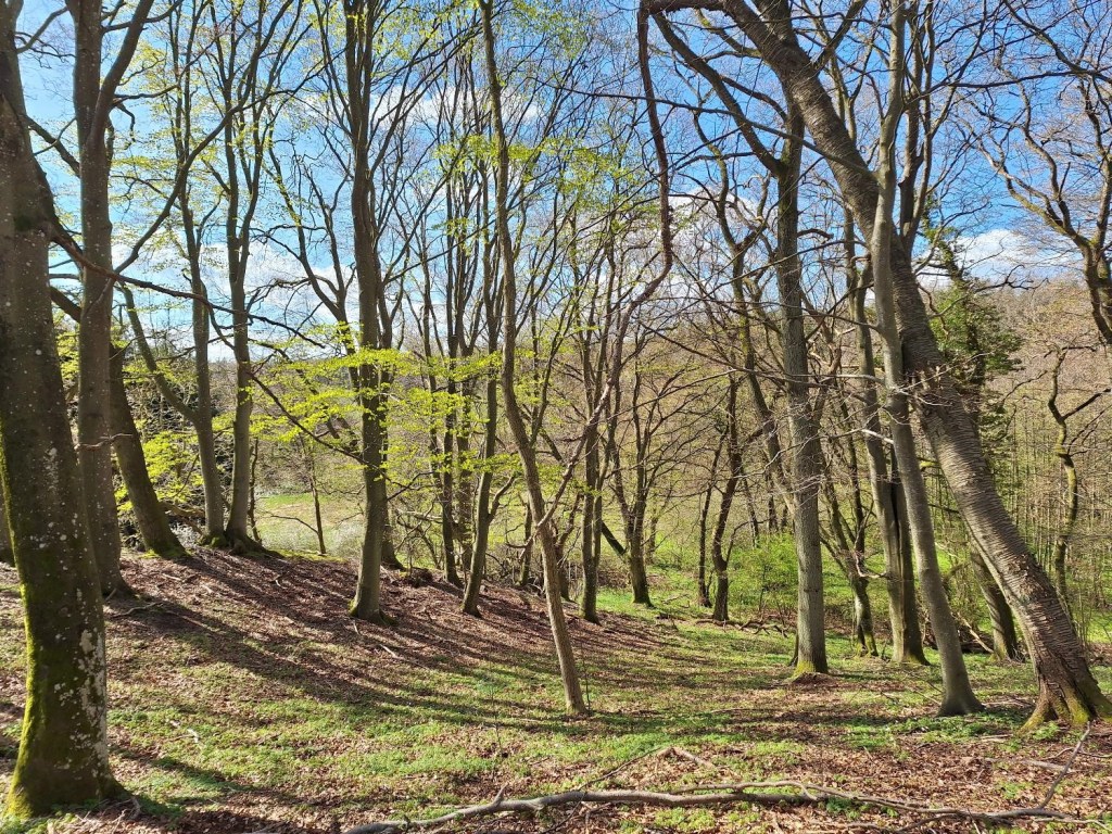 Bøgen springer ud i Skivholme