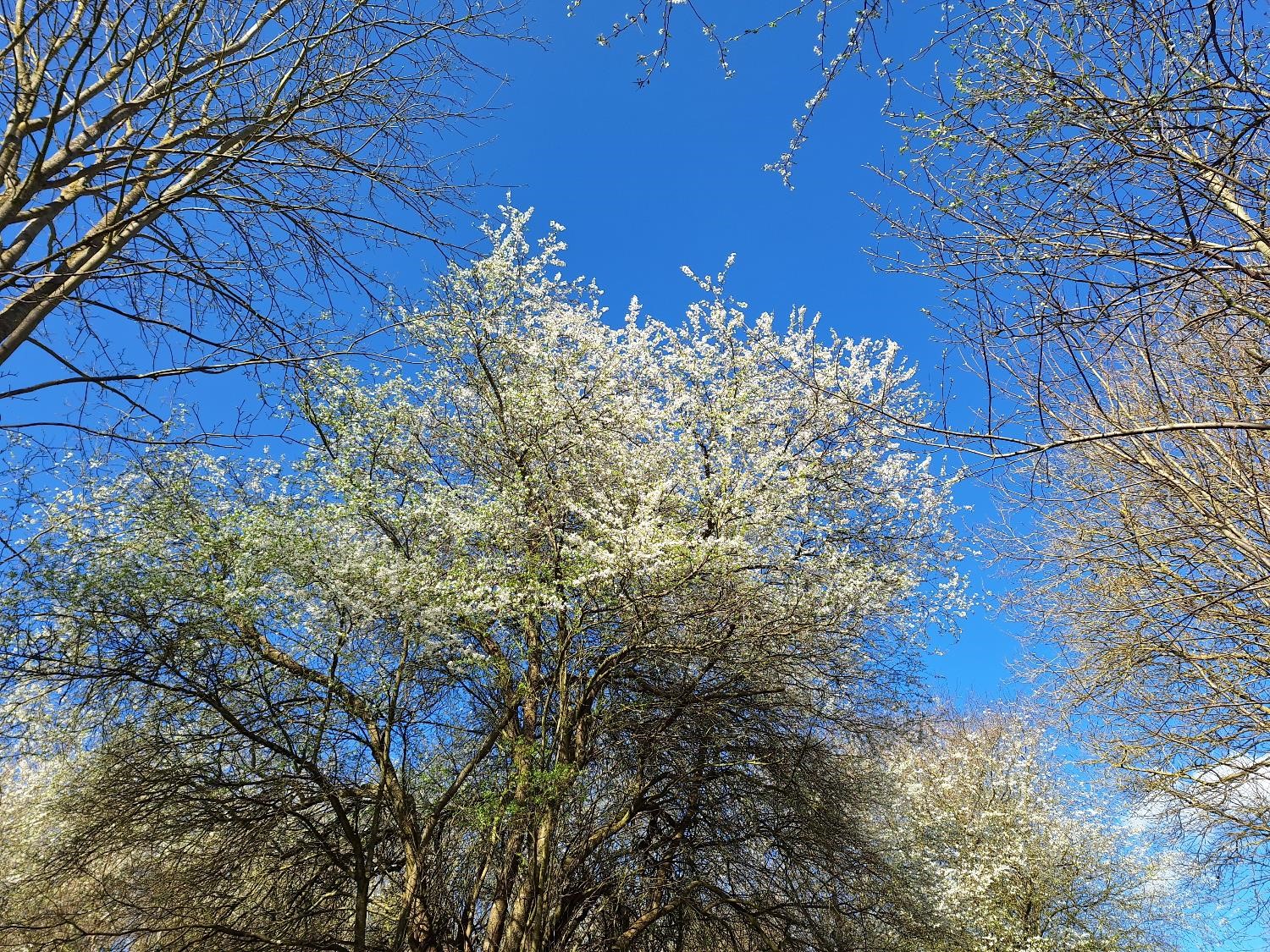Blomstrende mirabeller og blå himmel