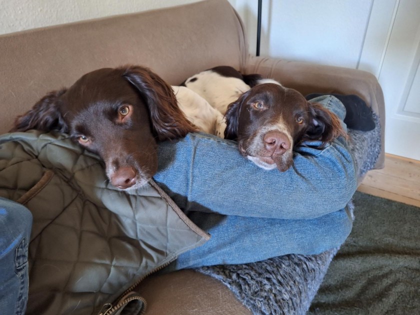 Trætte hunde efter ferien