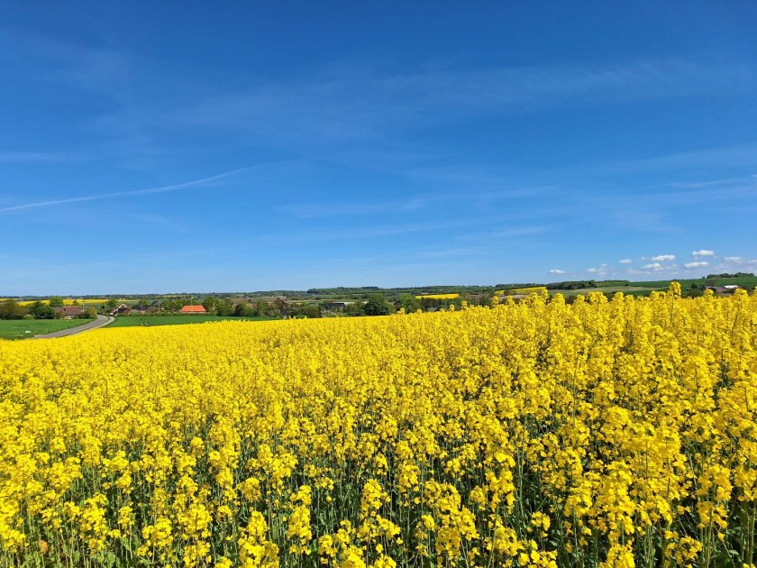 Rapsmark i blomst