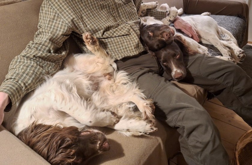 Tre hunde og en mand i sofaen