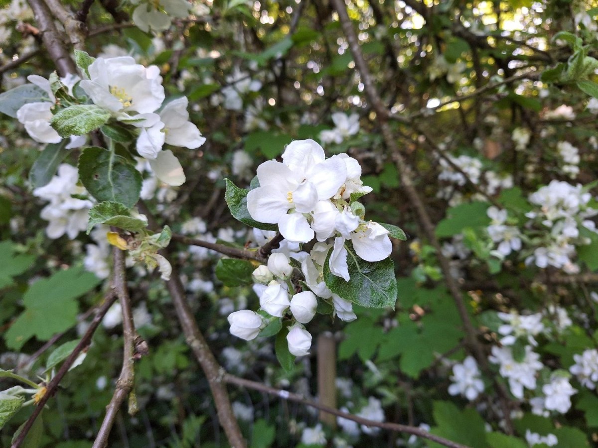 Blomster i det knækkede&nbsp;æbletræ
