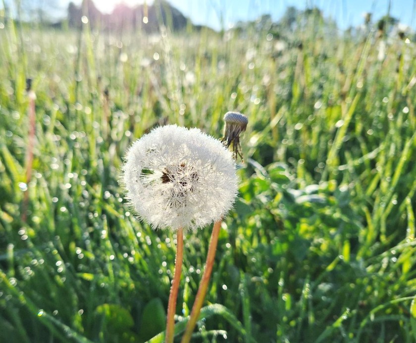 Afblomstret mælkebøtte