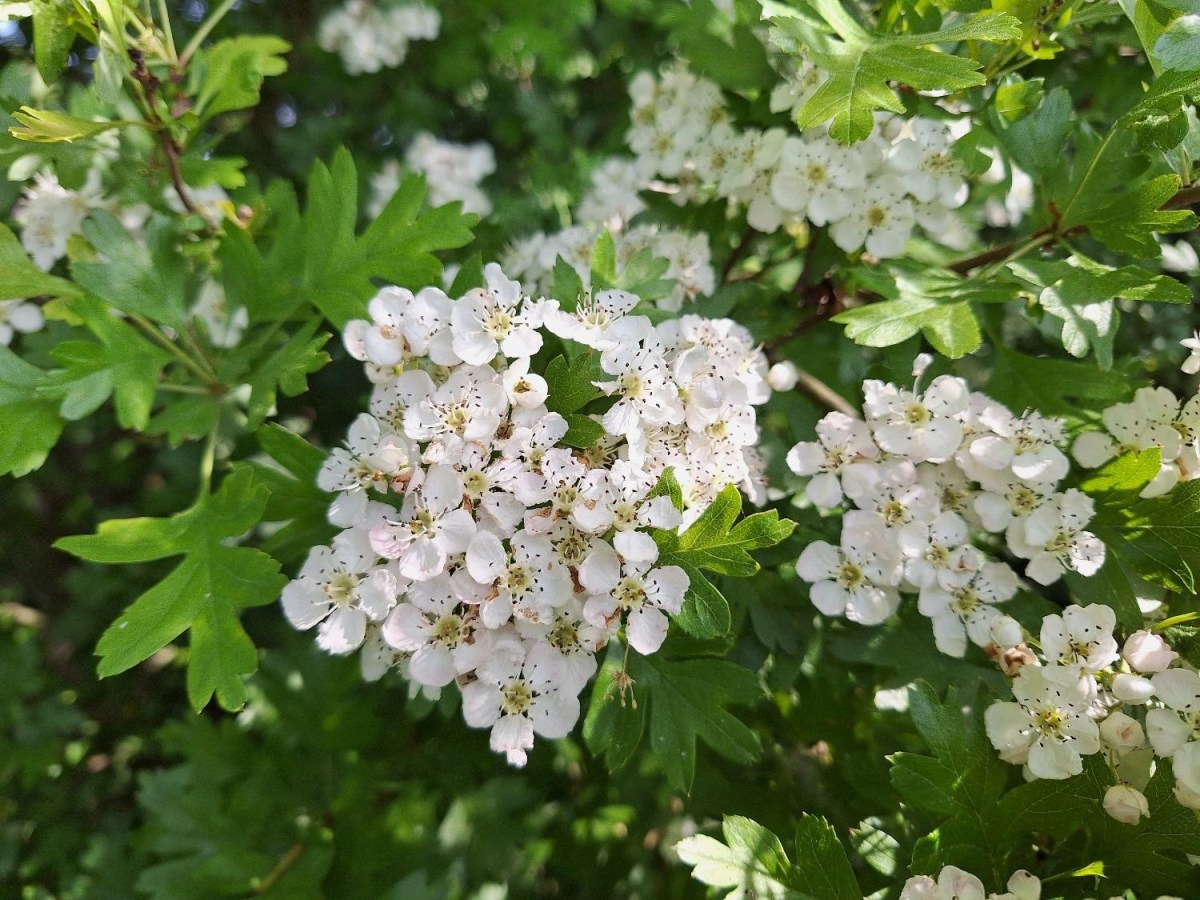 Hvidtjørn og hvide&nbsp;grøftekanter
