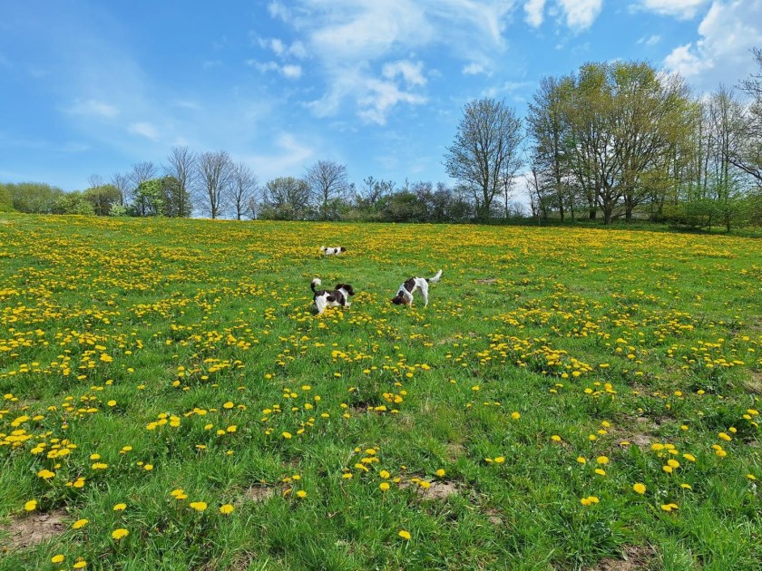 Hundene i marken med mælkebøtter
