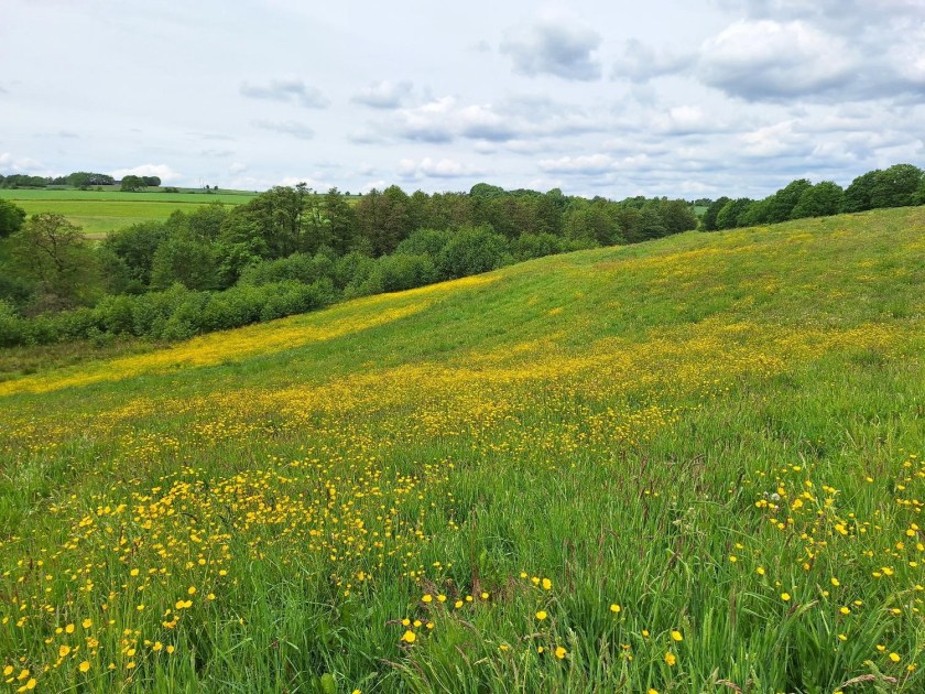 Smørblomster i engen