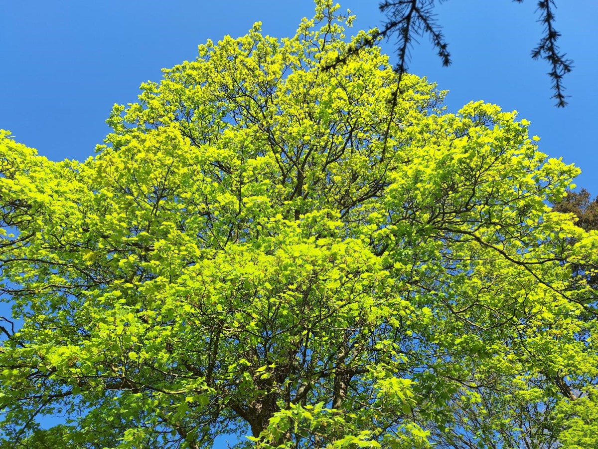 Grøn eksplosion og lyse&nbsp;nætter