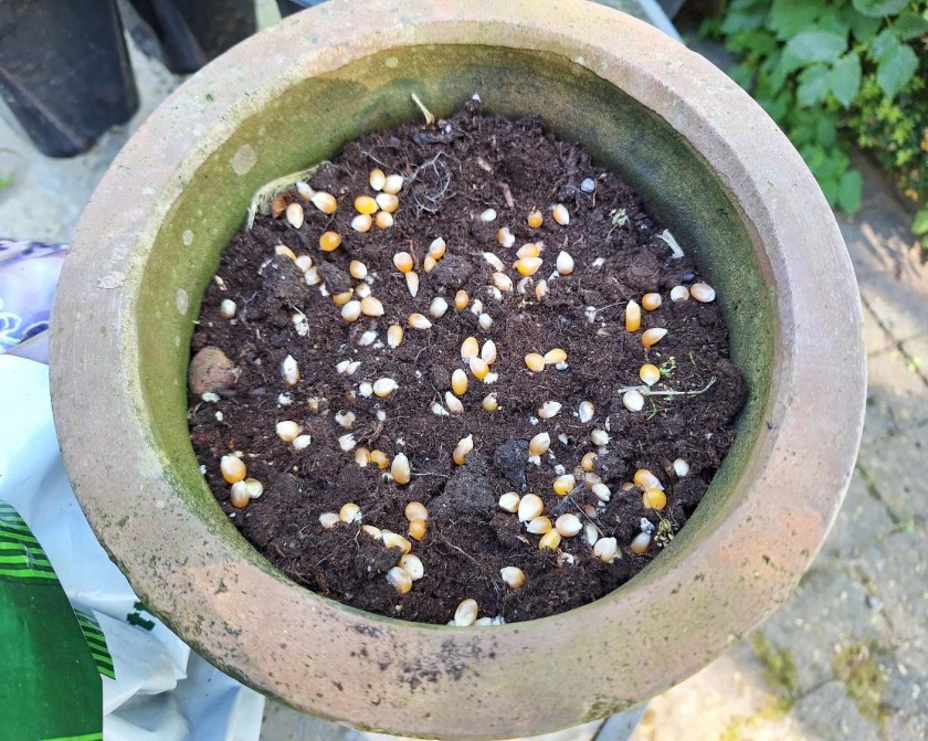 Nysåede popcornmajs