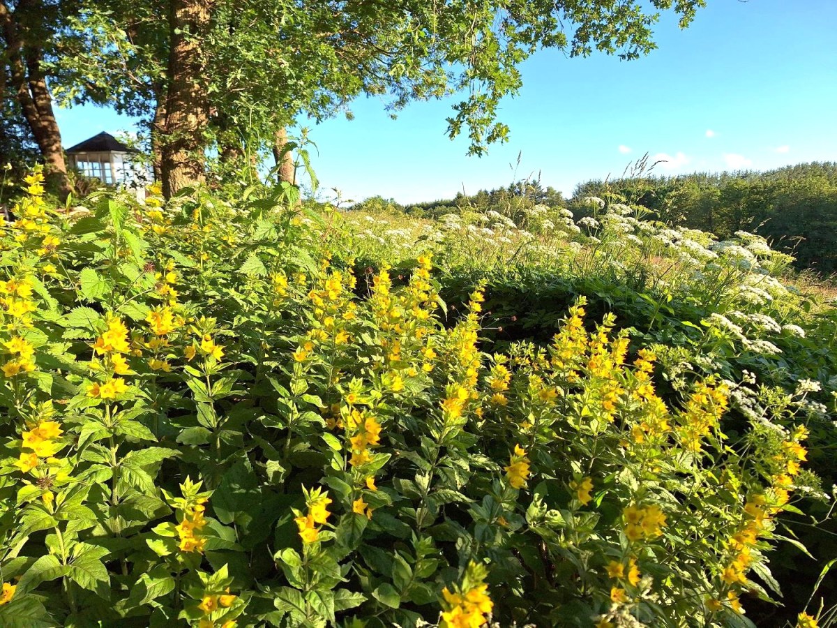 Smukke soldater i kampen mod&nbsp;skvalderkål