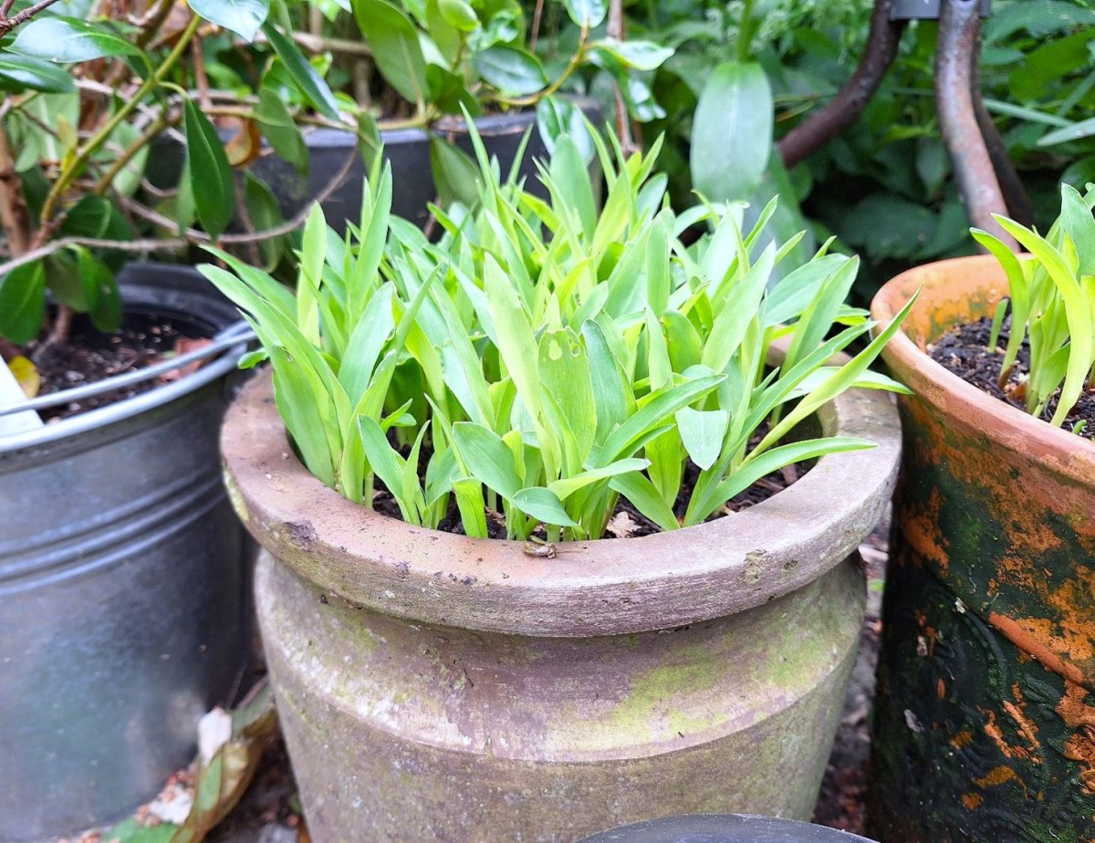 Popcorngræs – årets modedille i&nbsp;haven