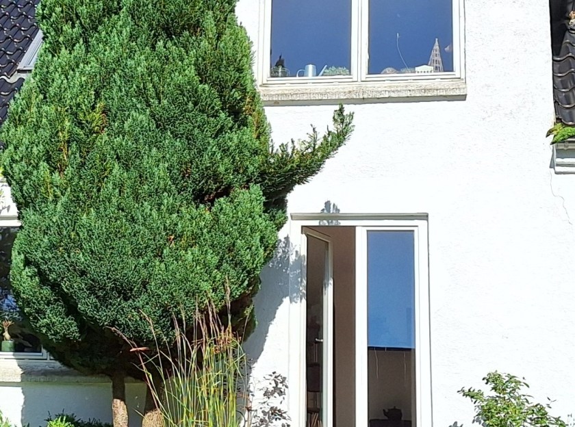 Den store cypres foran huset