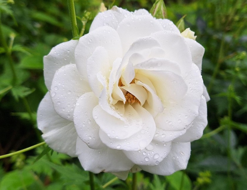 Rose med regndråber