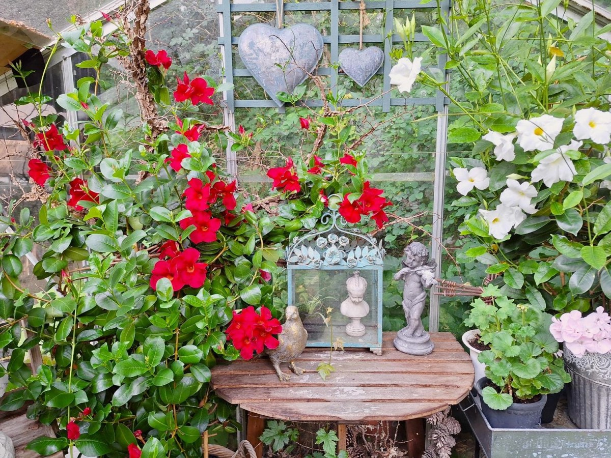 Hvordan passer og overvintrer man&nbsp;dipladenia?