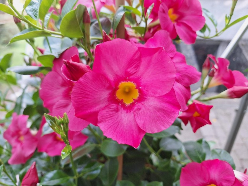 Pink dipladenia