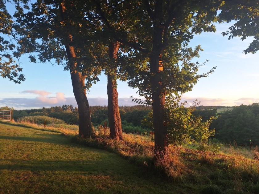 Træer ved udsigtshaven