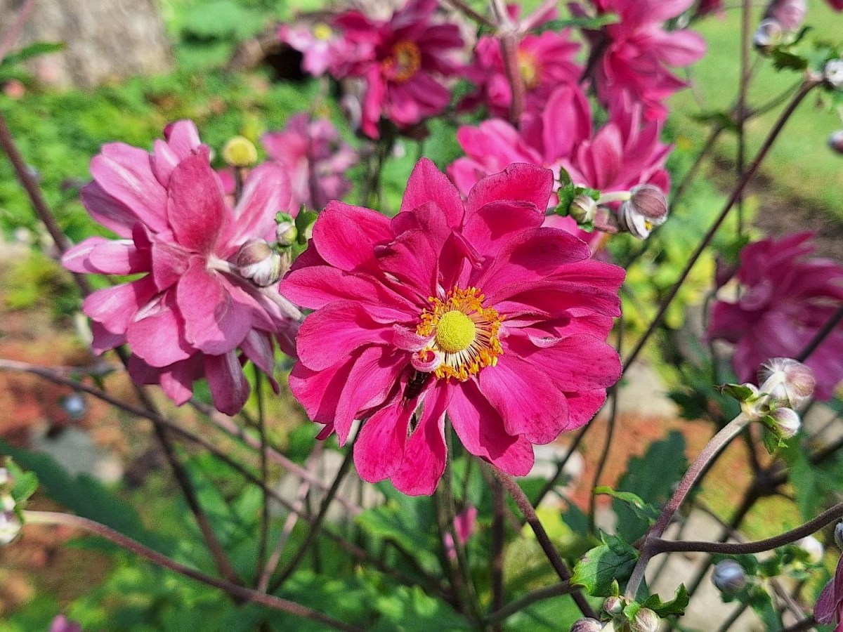 Haveselskabets Havefestival: Haven på&nbsp;Mosevej