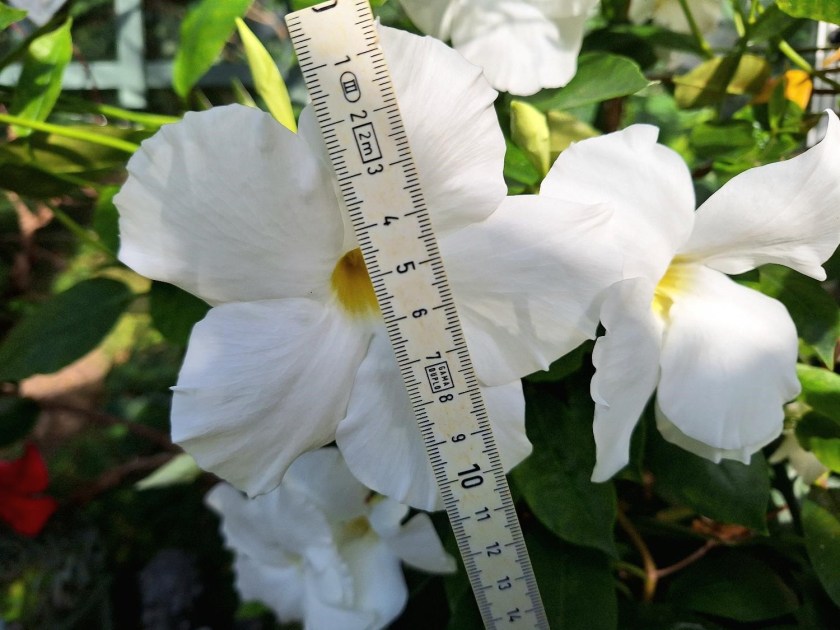 Store blomster i dipladenia