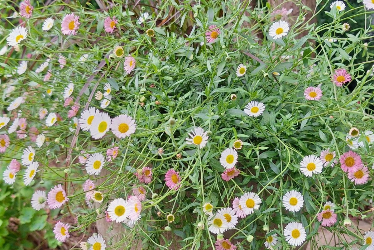 Meksikansk bakkestjerne er en lille, vilter og frodig&nbsp;glæde