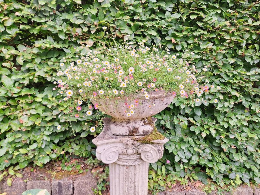 Mexicansk bakkestjerne hos Claus Dalby