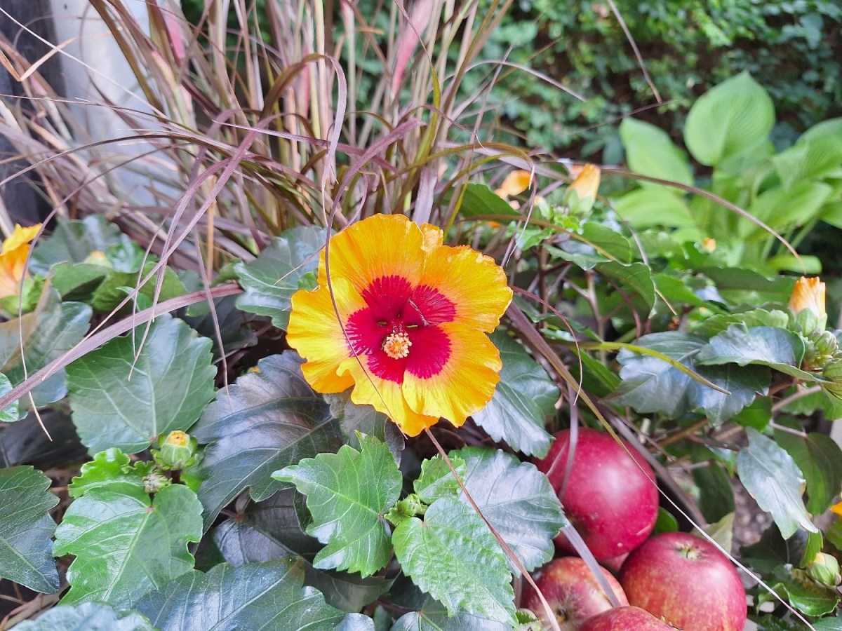 Sensommerkrukker med hibiscus